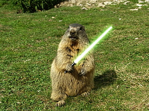 Marmot Standing Upright Holding Green Lightsaber on Grassy Lawn HD wallpaper