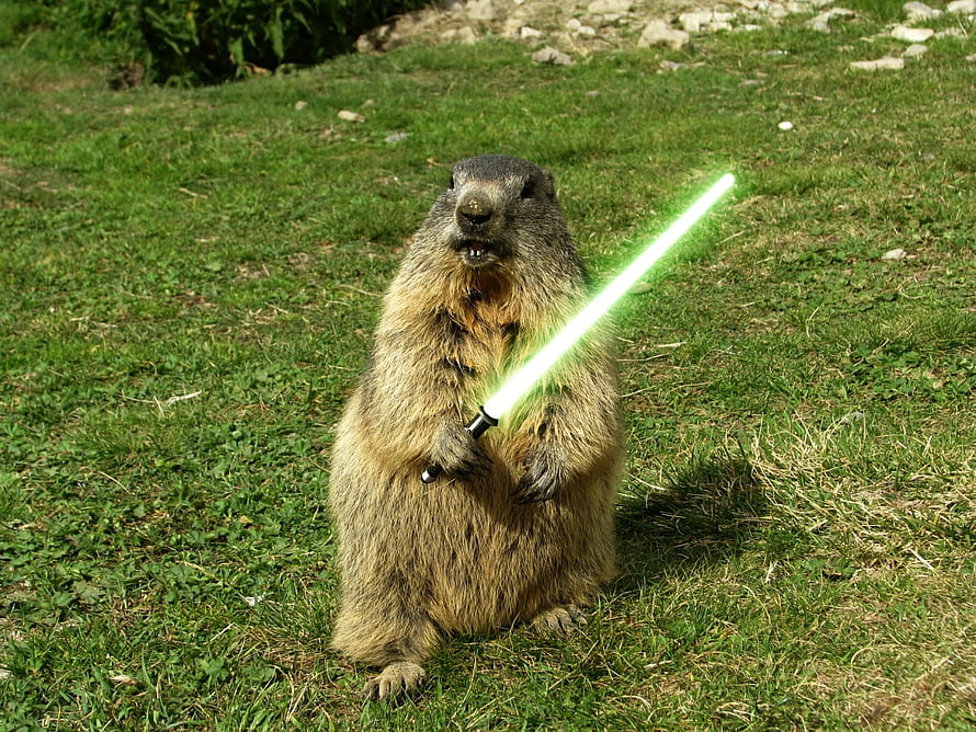 Marmot Standing Upright Holding Green Lightsaber on Grassy Lawn HD wallpaper