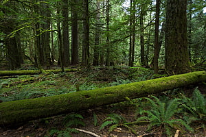 Lush Mossy Forest Floor with Ferns and Tall Trees HD wallpaper