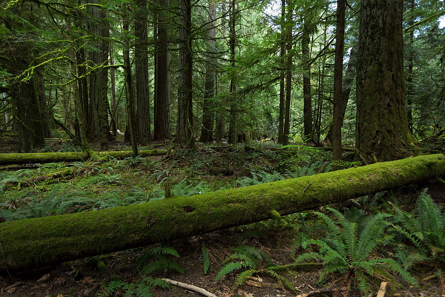 Lush Mossy Forest Floor with Ferns and Tall Trees HD wallpaper
