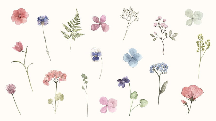 Watercolor Floral Collection Featuring Pink, Blue, and Green Botanical Illustrations on White Background HD wallpaper