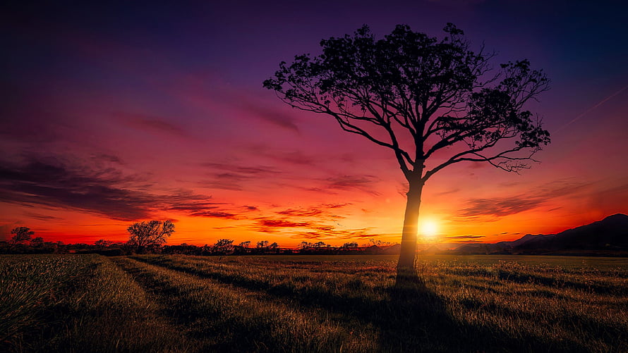 Lone Tree Silhouette Against Vibrant Sunset Sky Over Open Grassland HD wallpaper