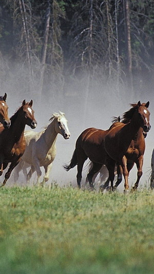 Wild Horses Galloping Through Dusty Meadow With Forest Background HD phone wallpaper