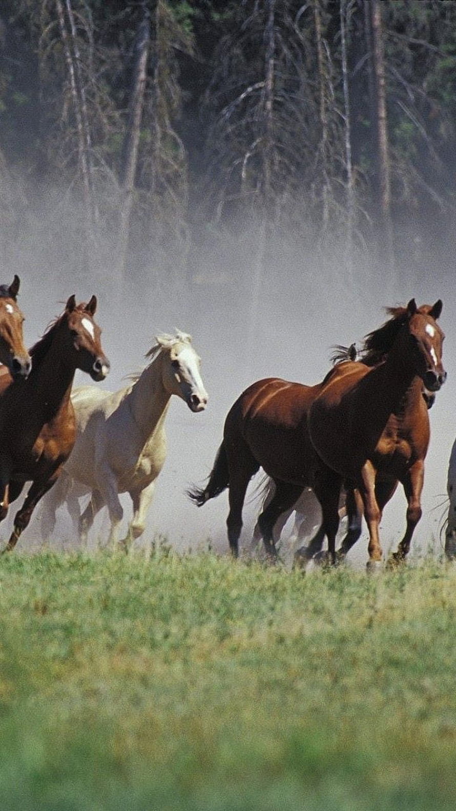 Wild Horses Galloping Through Dusty Meadow With Forest Background HD phone wallpaper