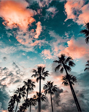 Silhouetted Palm Trees Against a Dramatic Sunset Sky with Pink and Teal Clouds HD phone wallpaper