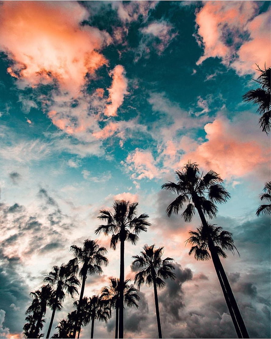 Silhouetted Palm Trees Against a Dramatic Sunset Sky with Pink and Teal Clouds HD phone wallpaper