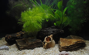 Aquascape Aquarium with Driftwood, Rocks, and Lush Green Plants HD wallpaper