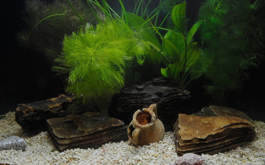Aquascape Aquarium with Driftwood, Rocks, and Lush Green Plants HD wallpaper