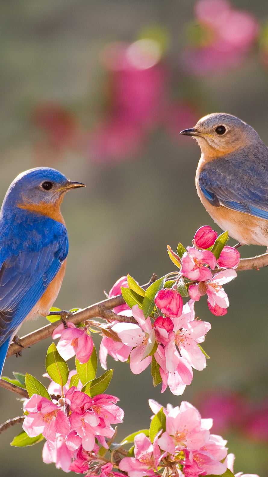 Eastern Bluebirds Perched on Pink Blossom Branch HD phone wallpaper
