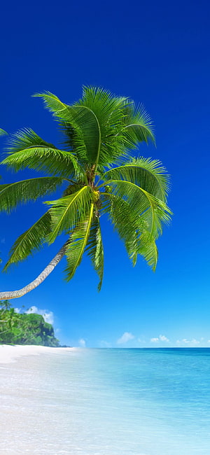 Lush Coconut Palm Tree Leaning Over White Sand Beach and Turquoise Ocean Water HD phone wallpaper