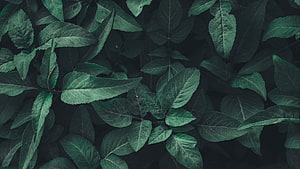 Dark Green Leafy Foliage Texture with Deep Shadows and Natural Veins HD wallpaper