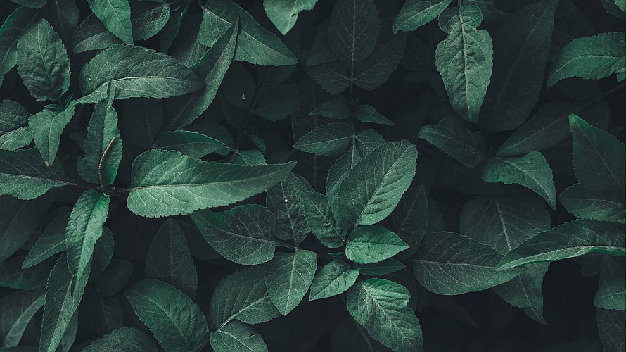 Dark Green Leafy Foliage Texture with Deep Shadows and Natural Veins HD wallpaper