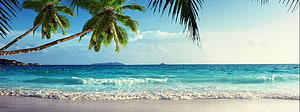 Tropical Beach Panorama With Leaning Palm Trees And Turquoise Ocean Waves HD wallpaper