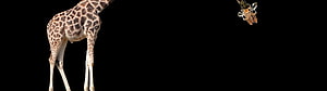 Giraffe with Detached Head on Black Background HD wallpaper