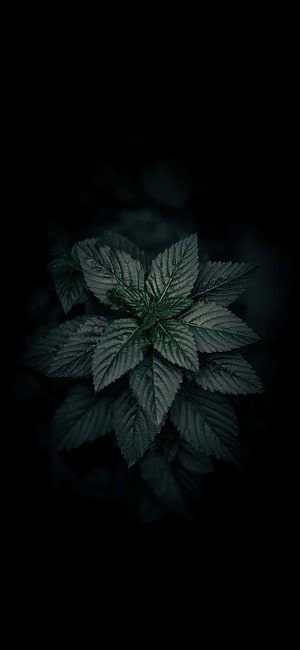Dark moody green leaves on black background HD phone wallpaper