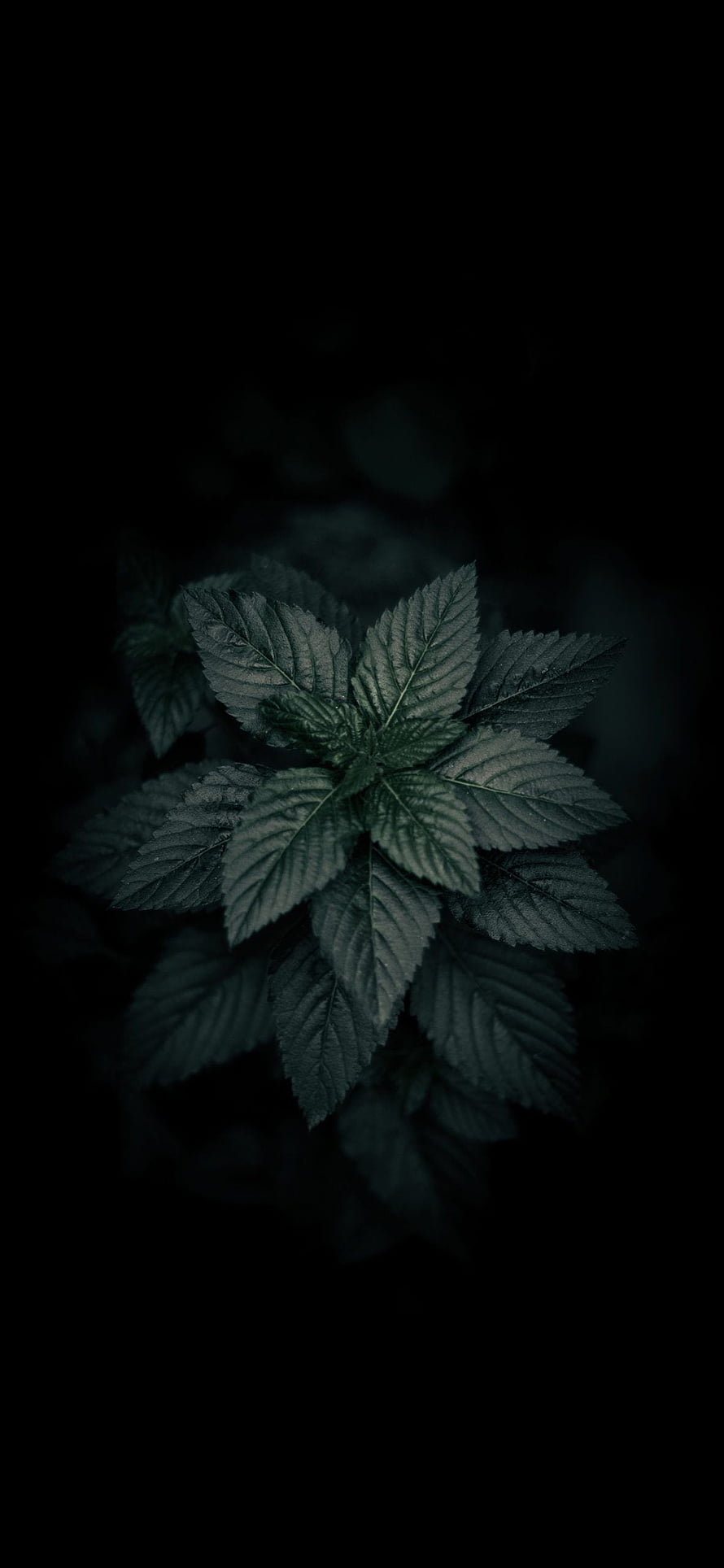 Dark moody green leaves on black background HD phone wallpaper