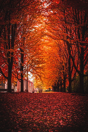 Vibrant Autumn Tree Tunnel with Red Foliage and Fallen Leaves in a Park HD phone wallpaper