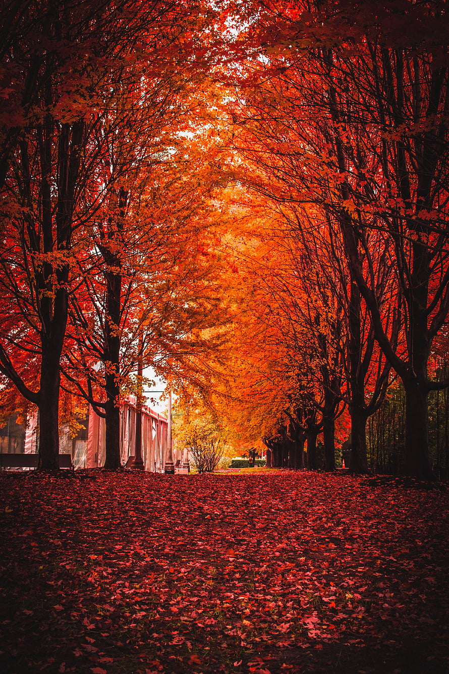 Vibrant Autumn Tree Tunnel with Red Foliage and Fallen Leaves in a Park HD phone wallpaper
