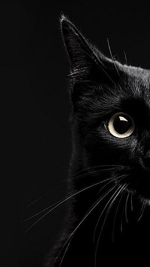 Dramatic Close-Up of a Black Cat with Intense Yellow Eyes Against a Dark Background HD phone wallpaper