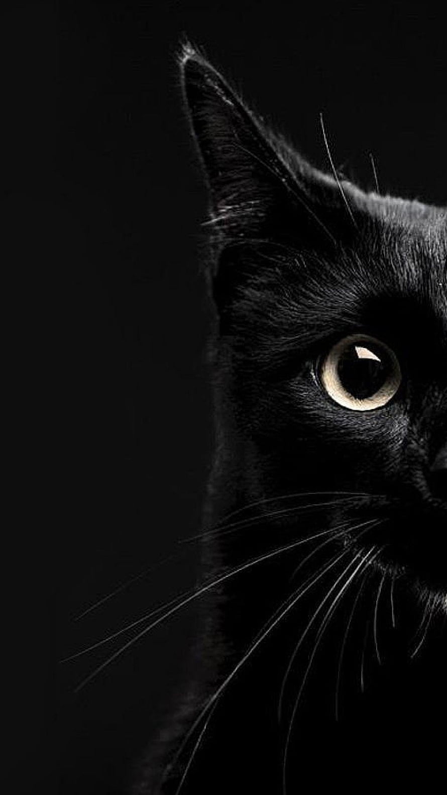 Dramatic Close-Up of a Black Cat with Intense Yellow Eyes Against a Dark Background HD phone wallpaper
