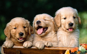 Three Golden Retriever Puppies Peeking Over a Wooden Fence in a Garden HD wallpaper