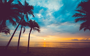 Tropical Beach Sunset with Silhouetted Palm Trees and Golden Ocean Horizon HD wallpaper