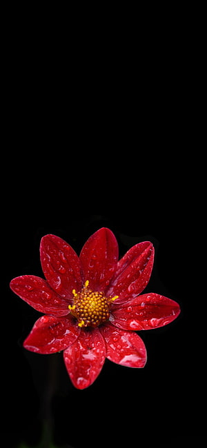 Vibrant red flower with dew drops on a pure black AMOLED background HD phone wallpaper