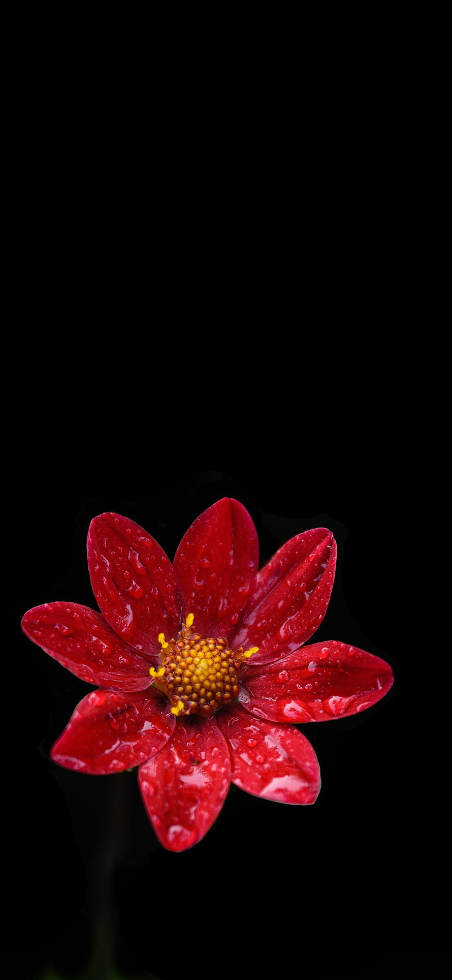 Vibrant red flower with dew drops on a pure black AMOLED background HD phone wallpaper