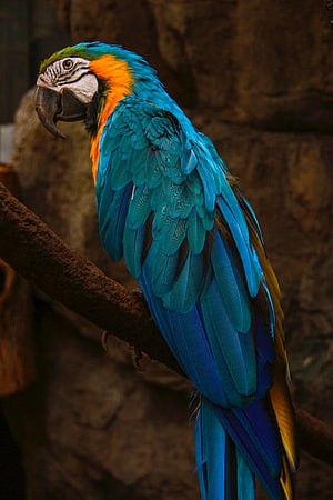 Vibrant Blue and Gold Macaw Perched on a Branch in Naturalistic Setting HD phone wallpaper