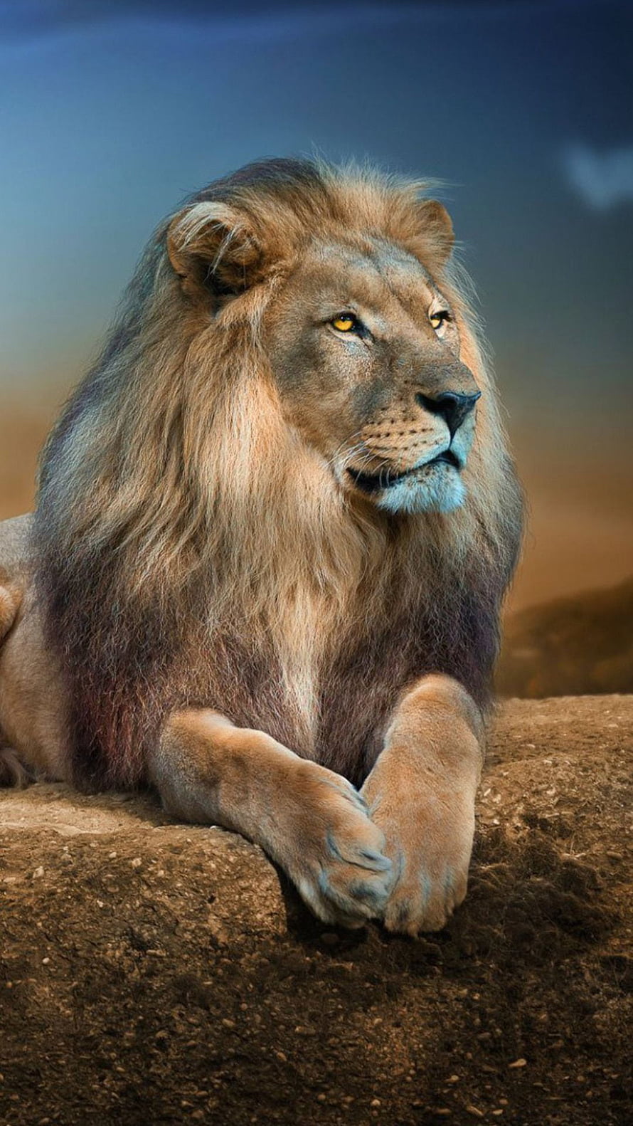 Majestic Male Lion Resting on Rocky Outcrop with Golden Eyes and Full Mane, Lion 2 In Resolution. Lion , Lion graphy, Wild lion, Beautiful Lions HD phone wallpaper