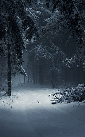 Misty Snow-Covered Pine Forest Path in Deep Winter Twilight HD phone wallpaper