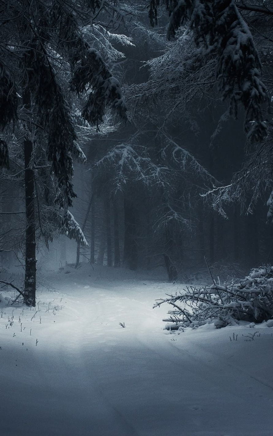 Misty Snow-Covered Pine Forest Path in Deep Winter Twilight HD phone wallpaper