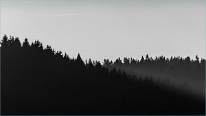 Monochrome Misty Forest Silhouette Landscape HD wallpaper