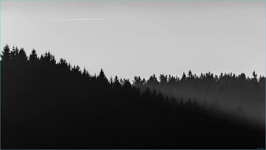 Monochrome Misty Forest Silhouette Landscape HD wallpaper