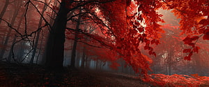 Mystical Red Forest Path With Foggy Autumn Trees And Vibrant Crimson Leaves HD wallpaper