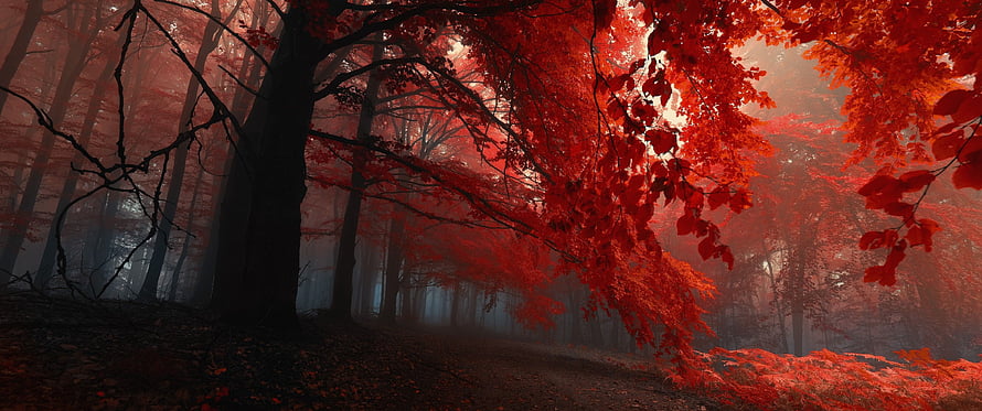 Mystical Red Forest Path With Foggy Autumn Trees And Vibrant Crimson Leaves HD wallpaper
