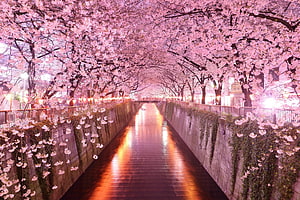 Illuminated Cherry Blossom Tunnel Over a Reflective Canal at Night HD wallpaper