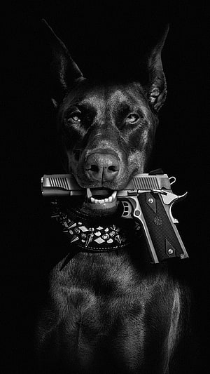 Black and White Portrait of a Doberman Pinscher Holding a Pistol in Its Mouth, Dog, whiskers, movie HD phone wallpaper