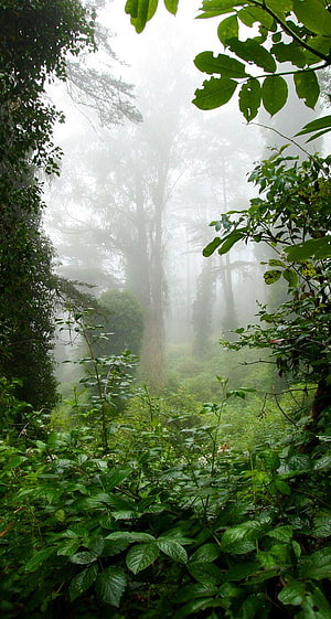 Misty Forest Path with Lush Green Undergrowth and Tall Trees HD phone wallpaper