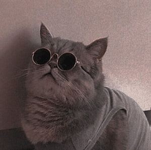 Cool Gray Cat Wearing Round Sunglasses and a Gray T-Shirt HD wallpaper