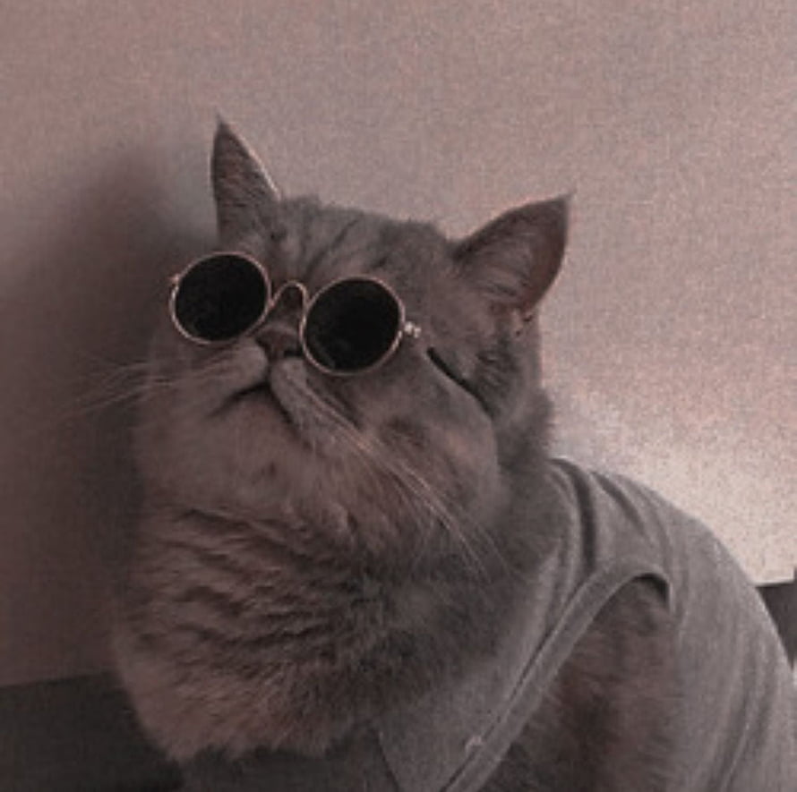 Cool Gray Cat Wearing Round Sunglasses and a Gray T-Shirt HD wallpaper