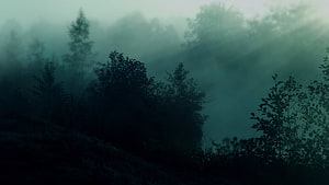 Misty Dark Forest Landscape with Silhouetted Trees and Foggy Atmosphere HD wallpaper