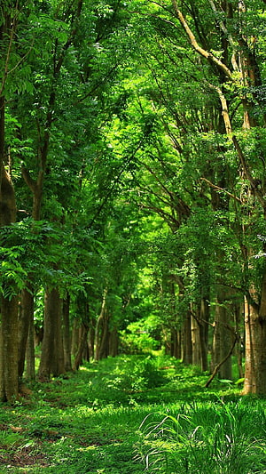 Sunlit Forest Path with Lush Green Canopy and Tall Trees HD phone wallpaper