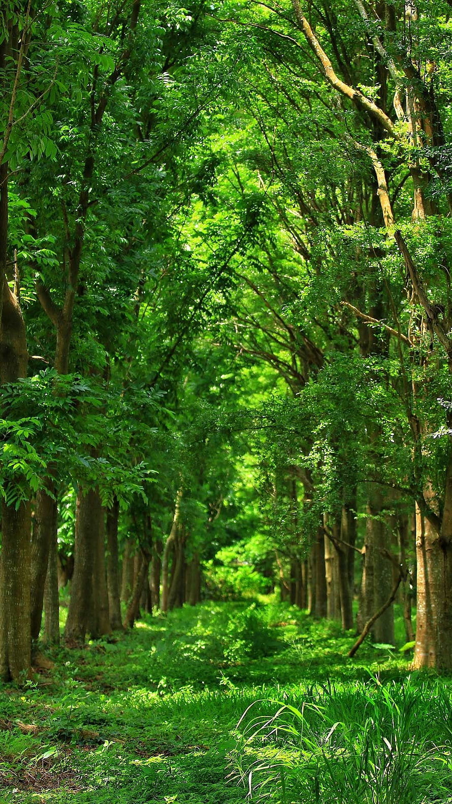 Sunlit Forest Path with Lush Green Canopy and Tall Trees HD phone wallpaper