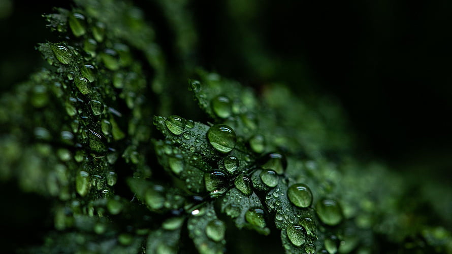 Macro Photography of Rain Droplets on Dark Green Leaves in a Moody Natural Setting HD wallpaper