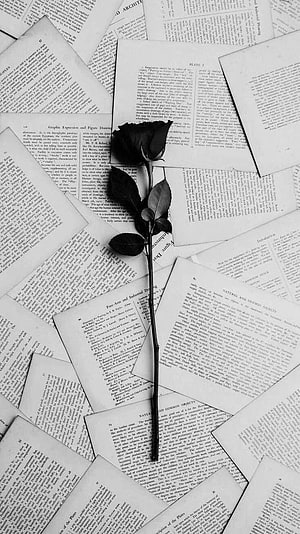 Black Rose on Vintage Book Pages Aesthetic Wallpaper HD phone wallpaper