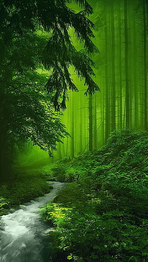 Misty Green Forest Stream with Tall Trees and Lush Undergrowth HD phone wallpaper