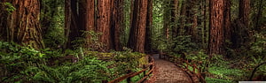 Majestic Redwood Forest Trail with Wooden Boardwalk and Lush Green Ferns HD wallpaper