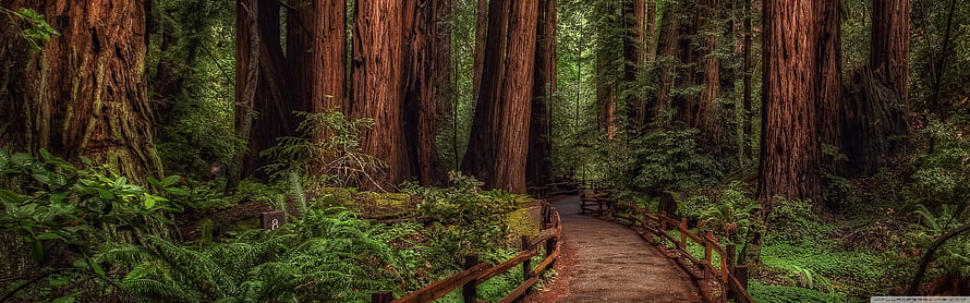 Majestic Redwood Forest Trail with Wooden Boardwalk and Lush Green Ferns HD wallpaper
