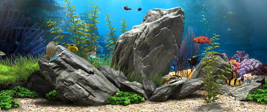 Vibrant Underwater Aquarium Scene With Colorful Tropical Fish, Rocks, And Aquatic Plants HD wallpaper